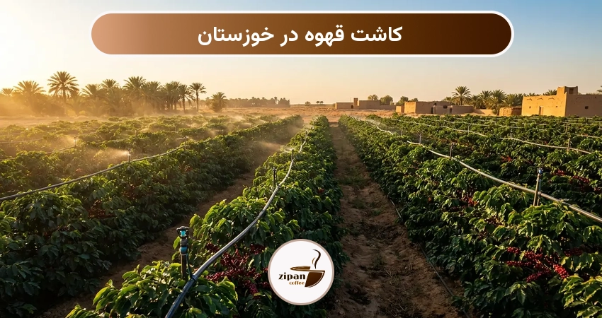 کاشت قهوه در خوزستان