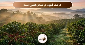درخت قهوه در کدام کشور است