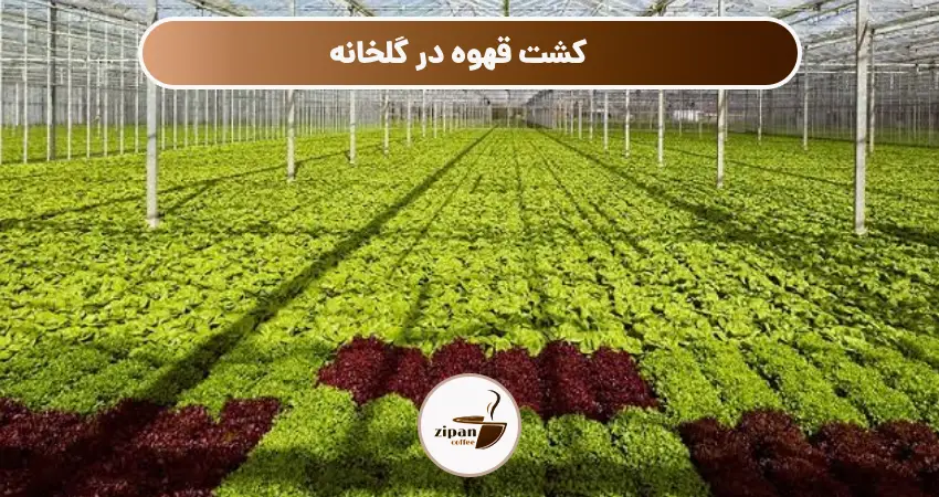 کشت قهوه در گلخانه