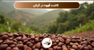 کاشت قهوه در گیلان