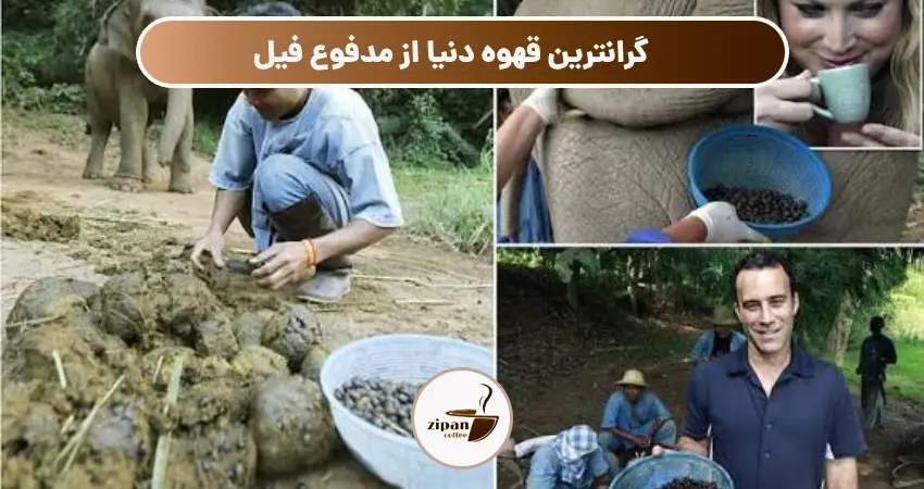 گرانترین قهوه دنیا از مدفوع فیل
