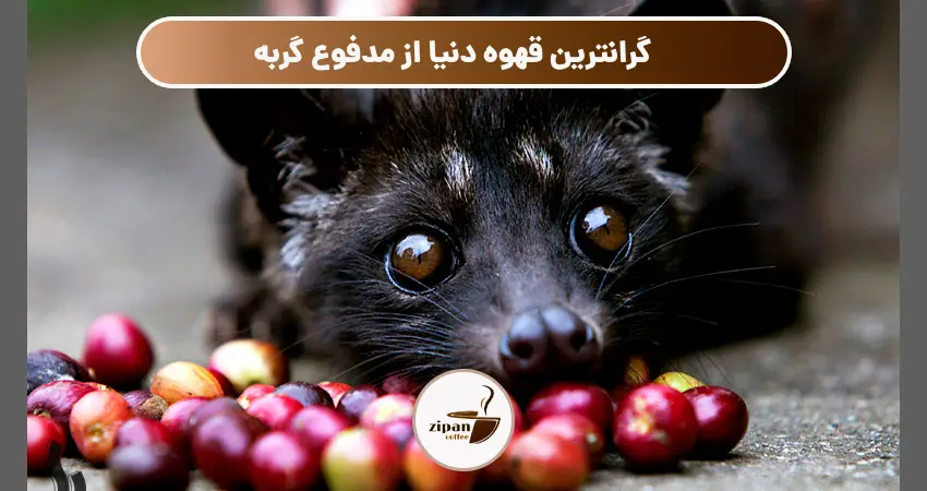 گرانترین قهوه دنیا از مدفوع میمون